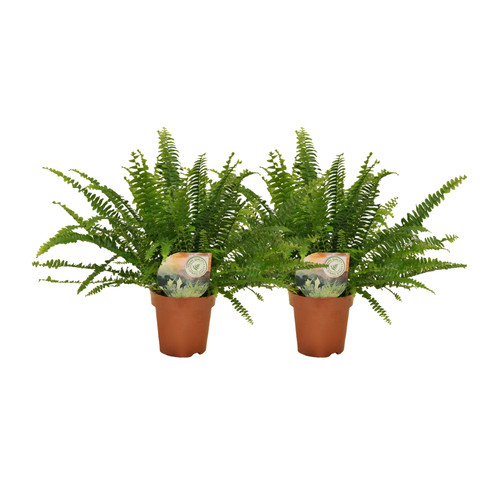 Fougères crépues plante - 2,