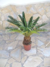 Cycas revoluta, une belle