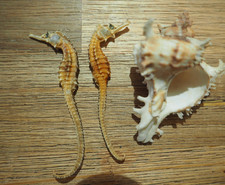 Rare Lot 3 Coquillage de Mer