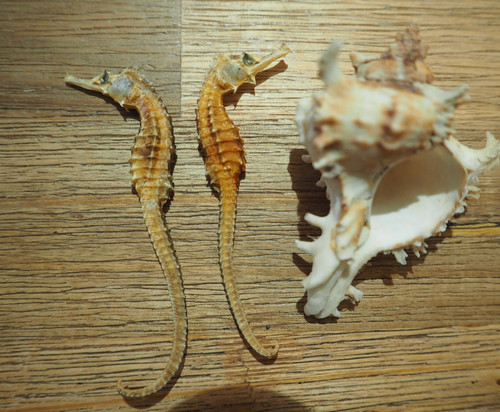 Rare lot coquillage mer - lot,