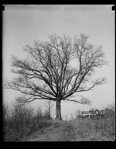 Photo 1900s large leafless - large,
