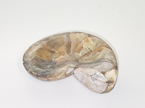 Ammonite fossile authentique