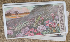 Carte chromo STOLLWERCK –