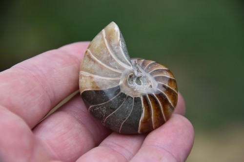Cymatoceras sakalavus albien - cymatoceras,