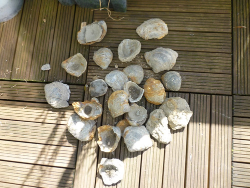Lot fossils provenant - fossils,
