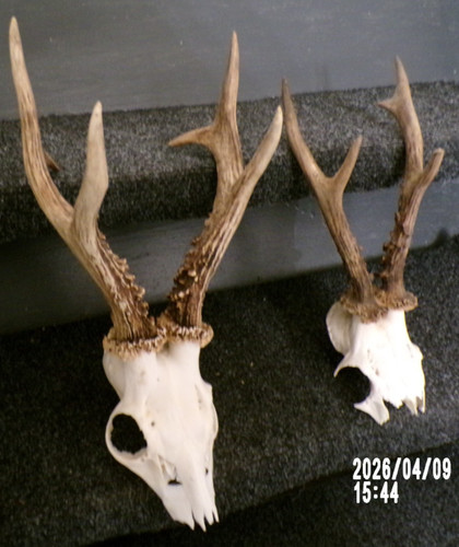 Trophees chasse massacre - trophees,