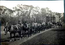 1900' attelage remarquable chargement de laine à Morée chevaux transport