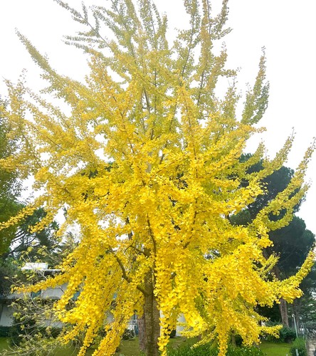 Ginkgo biloba 40cm - biloba, 30-40cm