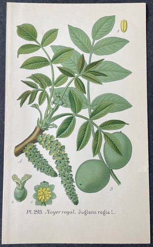 Botanique noyer royal juglans - botanique,