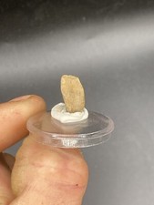 0.59" / 1,5cm Rare Sauropod