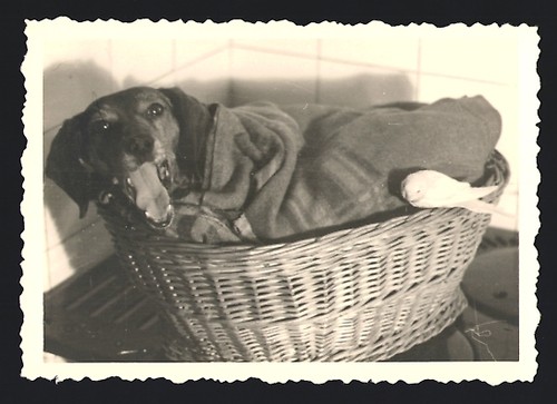 Photographie chien teckel