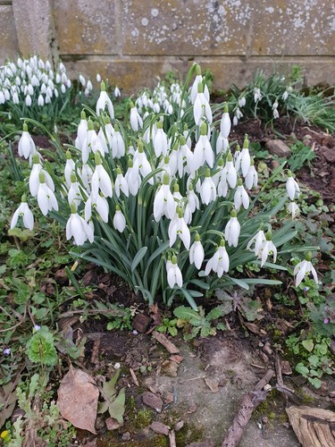 Bulbes perce neige - 15, /
