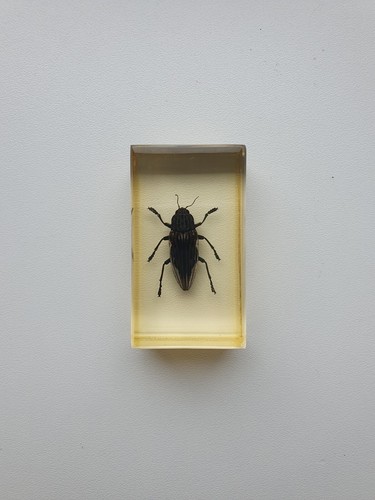 Insecte sous résine - ,