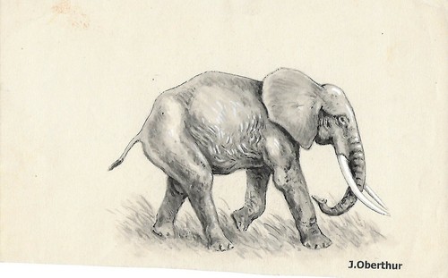 Joseph oberthur elephas - joseph,