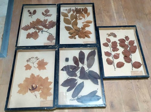 Planches herbier xixème - 5,