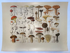 CHAMPIGNONS COMESTIBLES & VENENEUX 1890 D'APREVAL AFFICHE ORIGINALE DRAEGER