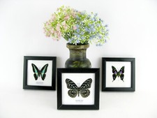 Coffret cadeau 3 vrais beaux papillons dans un cadre photo  empaillage taxidermy