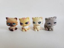 Chats Persan Pet Shop LPS