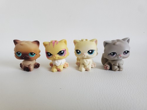 Chats persan pet - chats, lps