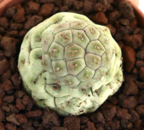 Tephrocactus geometricus two - geometricus,