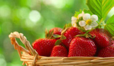 FRAISES QUATRE SAISONS - FRAISE 4 SAISONS, 50 GRAINES + GRATUIT