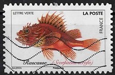 2019. Rascasse Scorpaena