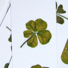 original : un VRAI TRÈFLE à