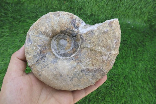 Rare ammonite pseudohaploceras - rare,
