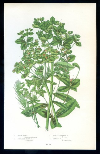 Botanique fleur euphorbia - fleur,,