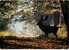 Animaux - Cerfs - Le Daim à l'orée du bois - CPM - Voir Scans Recto-Verso