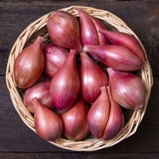 Shallot x A. roylei cv. Innovator / Perennial / Fertile Line / 0,5g SEEDS