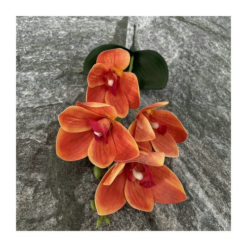 Orchidée cymbidium eva de - orchidée,