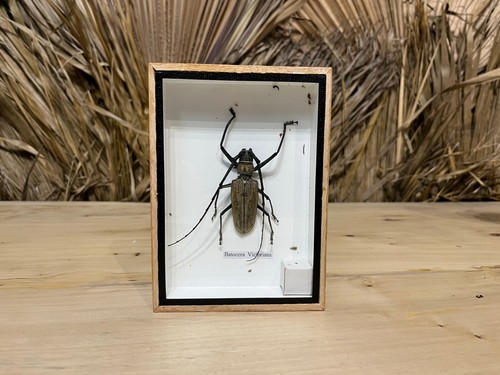 Batocera victoriana boite - victoriana,