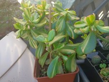 Cactus, plantes grasses : crassula ovata Mikaeri Bijin, hauteur 22/23 cm