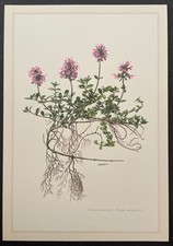 Botanique Thym serpolet