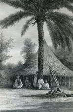 Senegambia , Bacary-lombi, Palm tree......... Antique engraving  1889