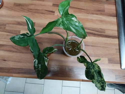 Lot syngoniums plante - lot,