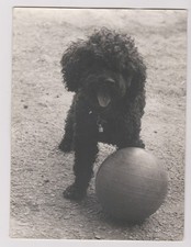 photo ancienne 🎞️ caniche