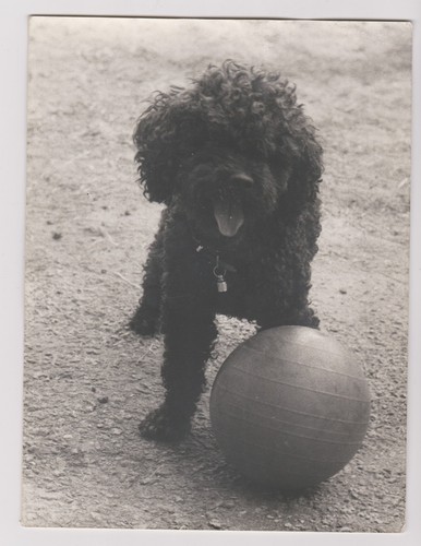 Photo ancienne caniche - ancienne, 🎞️