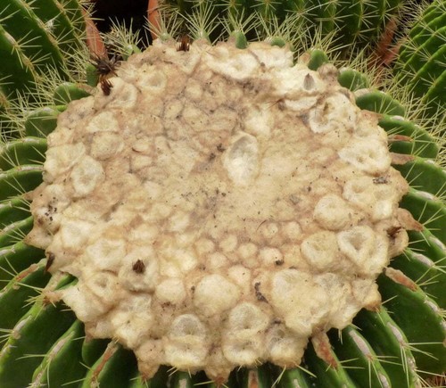 Echinocactus grusonii - , cv