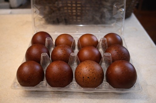 Fertile maran hatching - 12+,