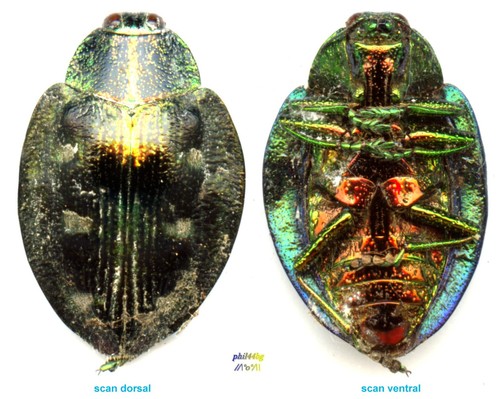 Buprestidae polybothris - buprestidae,