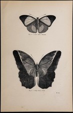 1869 - Papillons : Agrias Edon