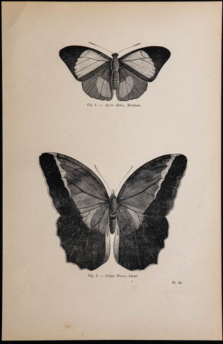 1869 papillons agrias edon - -,