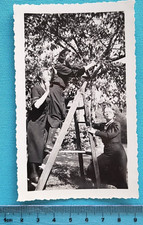 PHOTO ANCIENNE - SNAPSHOT -  groupe 3 jeunes femmes sur échelle  arbre