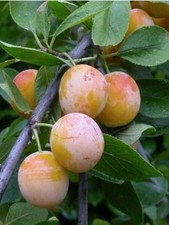 Mirabellier "Mirabelle De