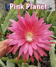 Epiphyllum PINK PLANET - Fleur