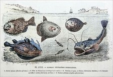 POISSON TÉLÉOSTÉEN -