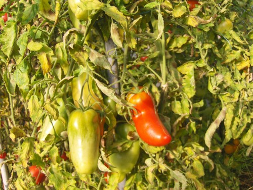 Graines tomate andine - de,