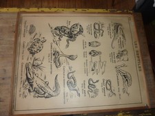 Antiquité  Carte Affiche Vintage les batraciens les reptiliens HATIER 1950